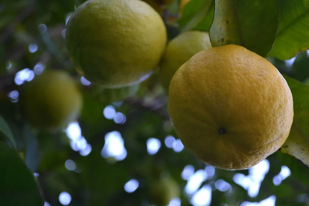 Lemonade fruit
