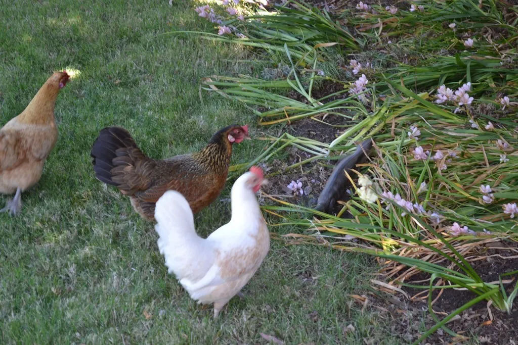 Chooks look on as lizard runs away
