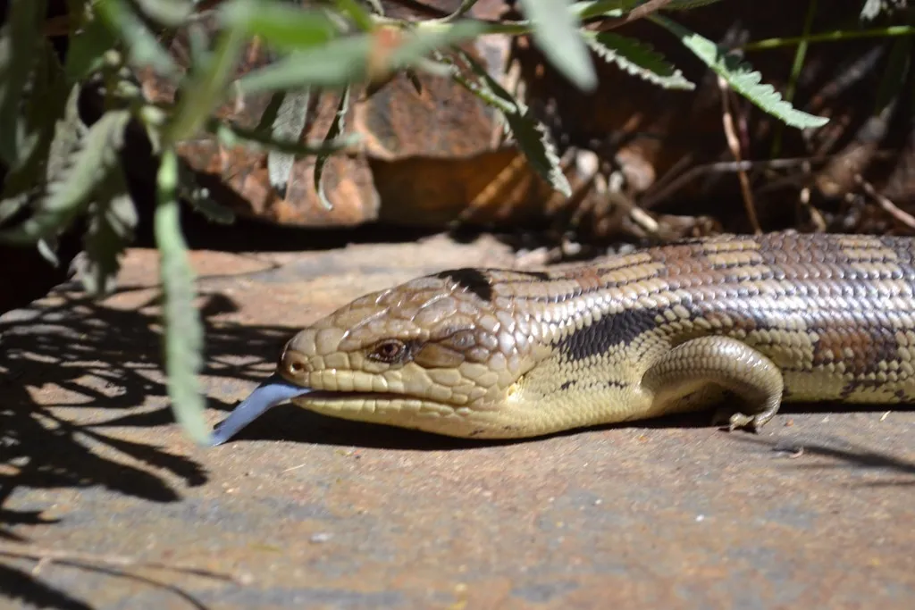 Blue-tongue lizard heading back to steps