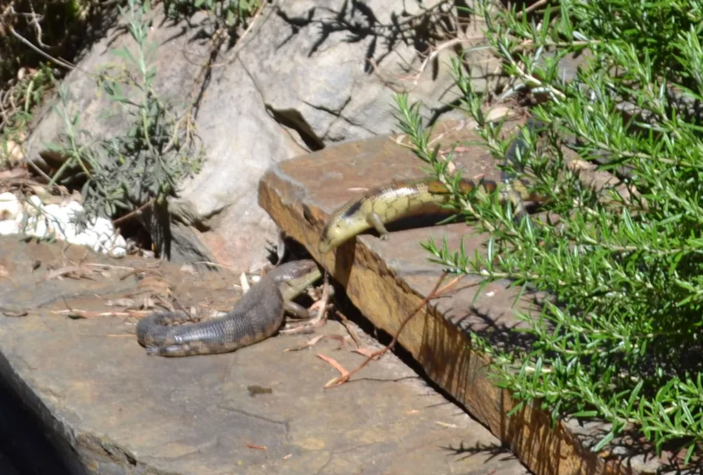 Two lizards facing off