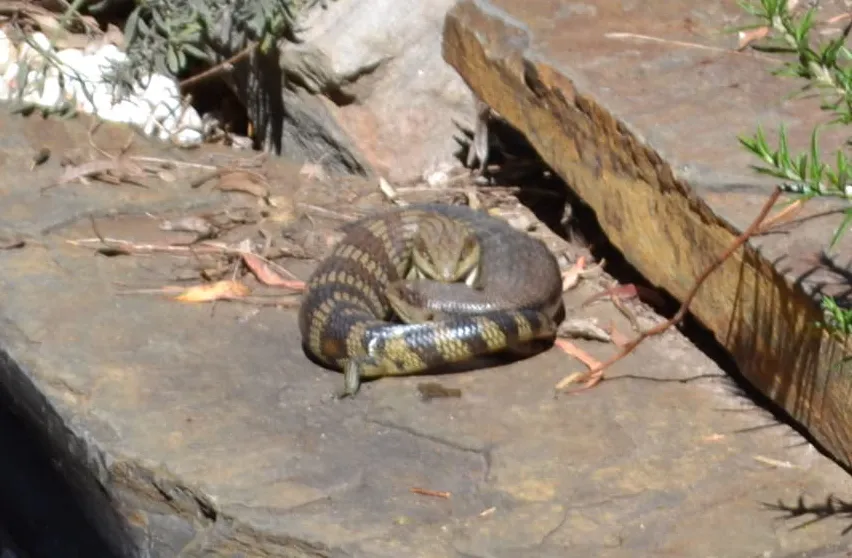 Two lizards entangled while fighting