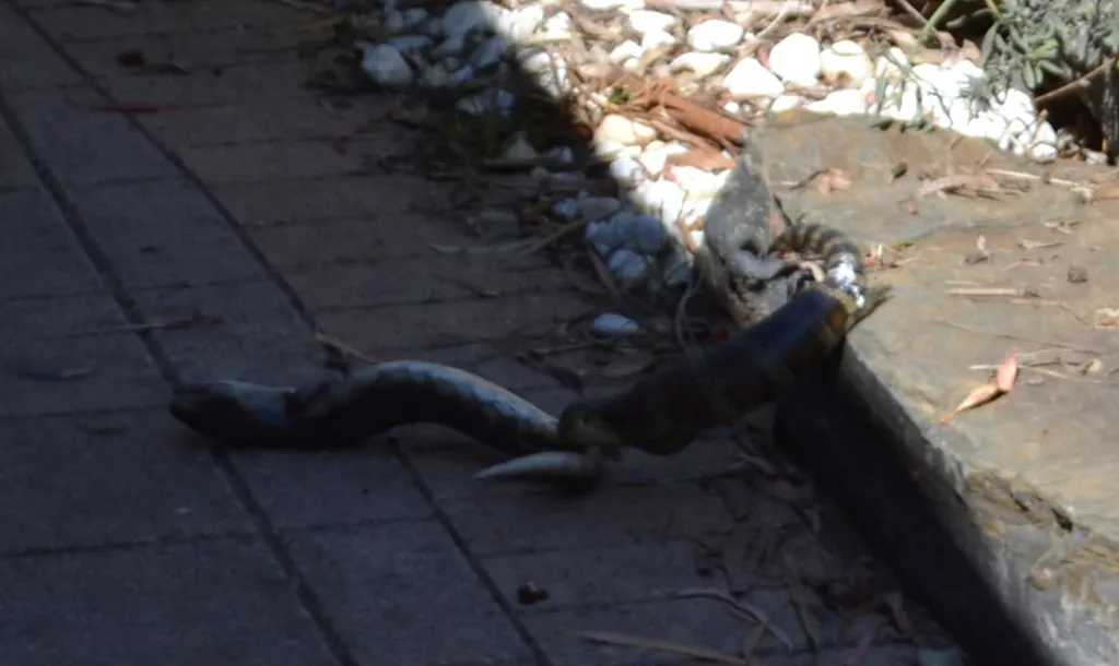 Two lizards tumbling down steps while fighting