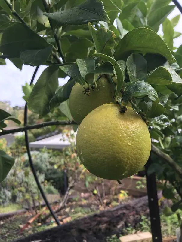 Lemon tree with fruit