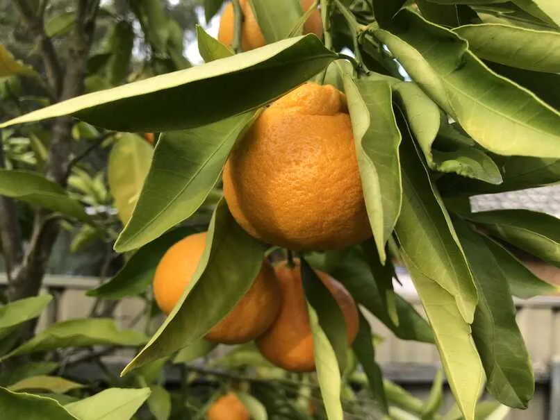 Mandarin fruit