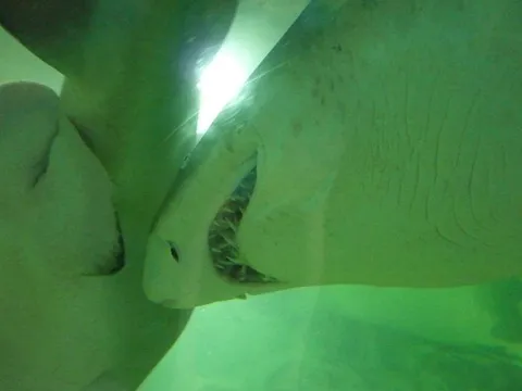 Sharks swimming