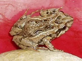 Frog found in retaining wall hole