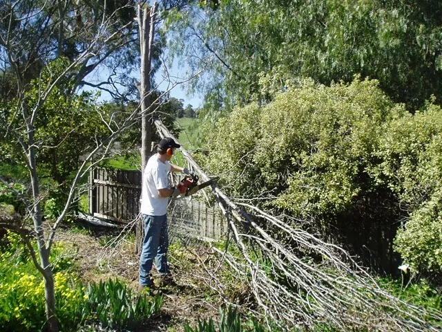 David chainsawing a tree