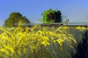 Harvesting grain