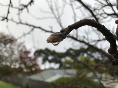 Tree with drop of dew hanging