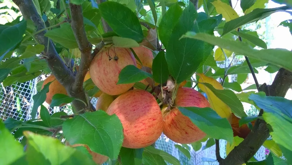 Gala apples