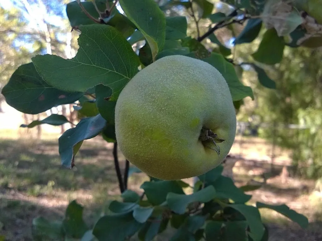 Unripe Quince
