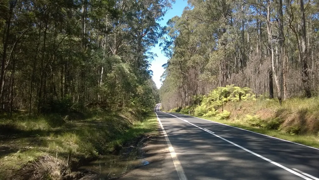Roadside forest, NSW