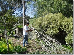 David chainsawing a tree