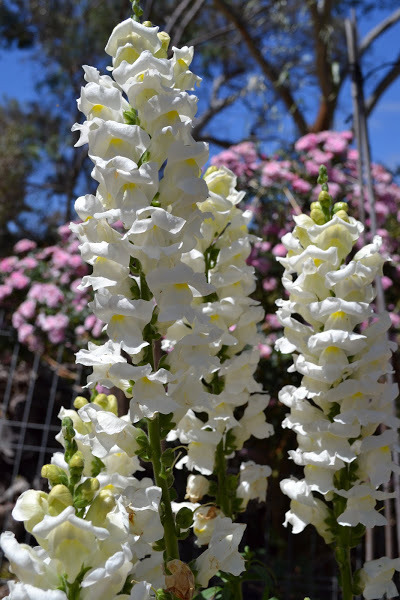 White snapdragon flowers