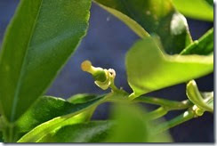 Tiny lime fruit