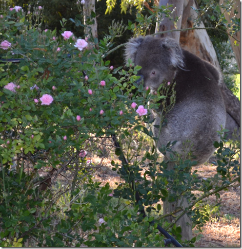 Koala looking back through rose bush