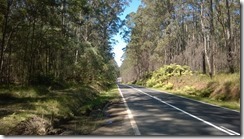 Roadside forest, NSW
