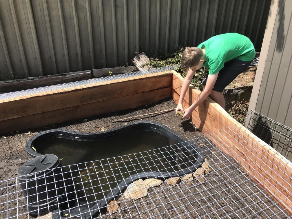 Person lowering a turtle into a pond