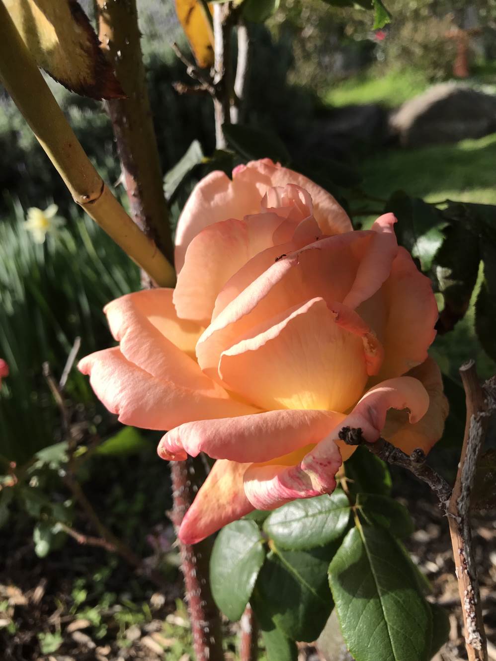 Orange rose in flower