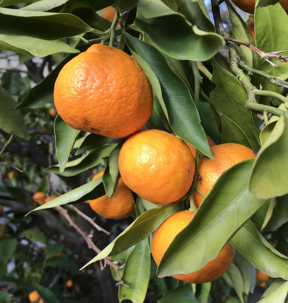 Mandarin tree with fruit