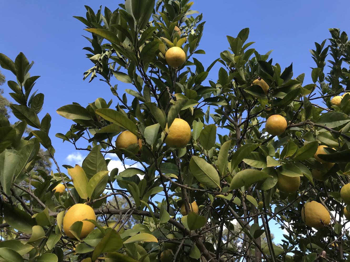 Lemonade tree with fruit