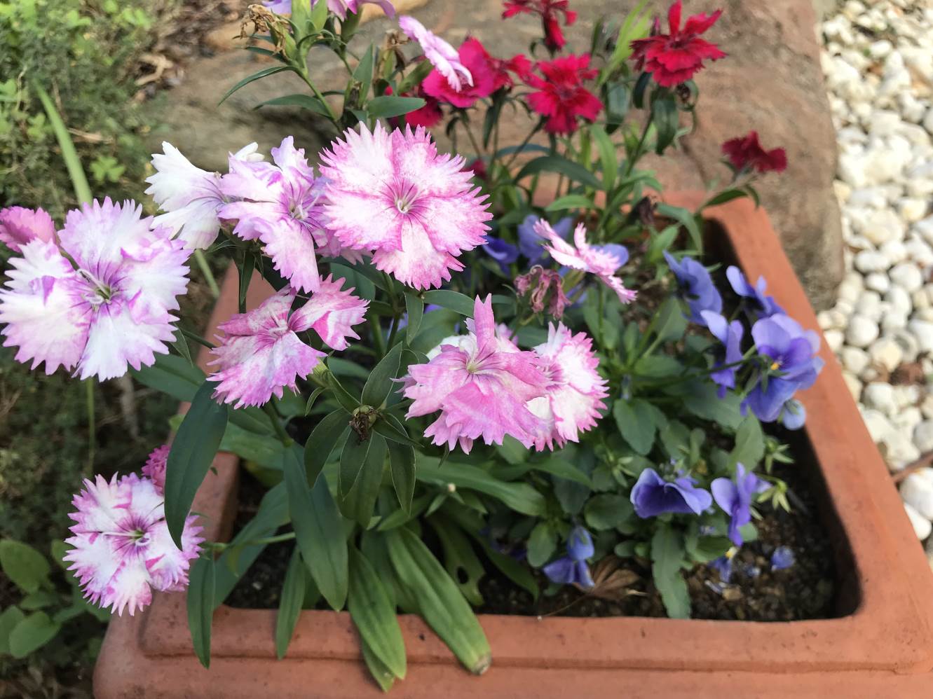 Dianthus flowering in a pot