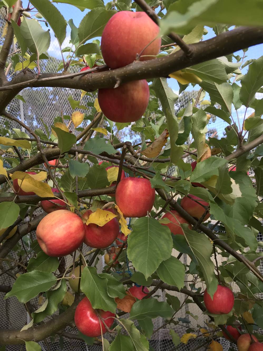 Pink Lady apple tree bearing fruit