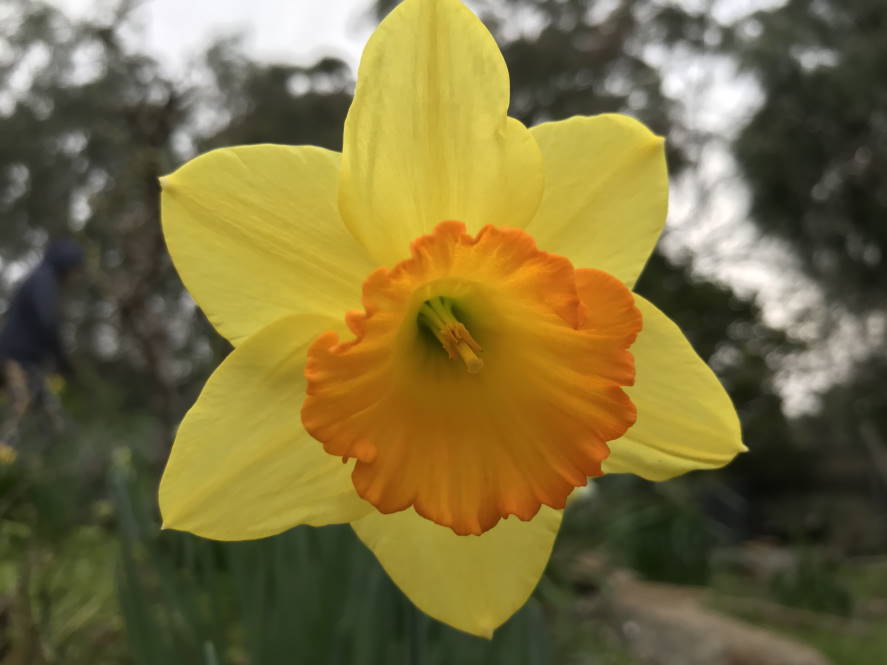 Daffodil - yellow and orange