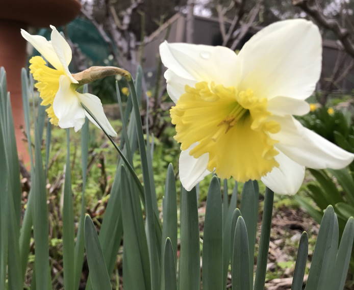Daffodil - pale white and yellow