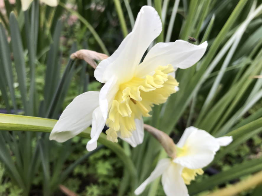 Daffodil - pale white and frilly yellow