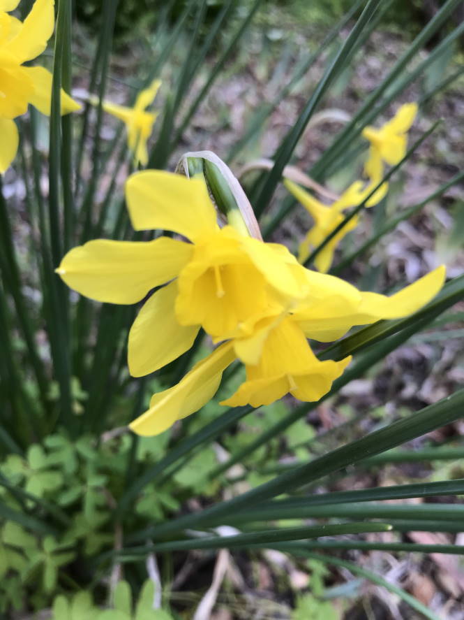 Daffodil - small yellow
