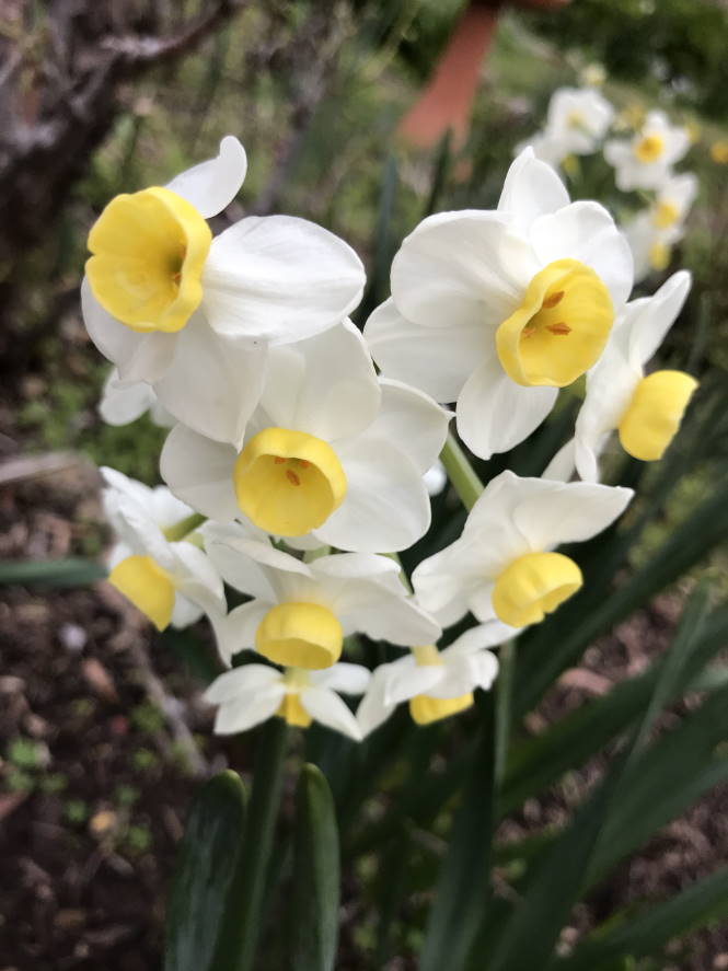 Daffodil - small white and yellow