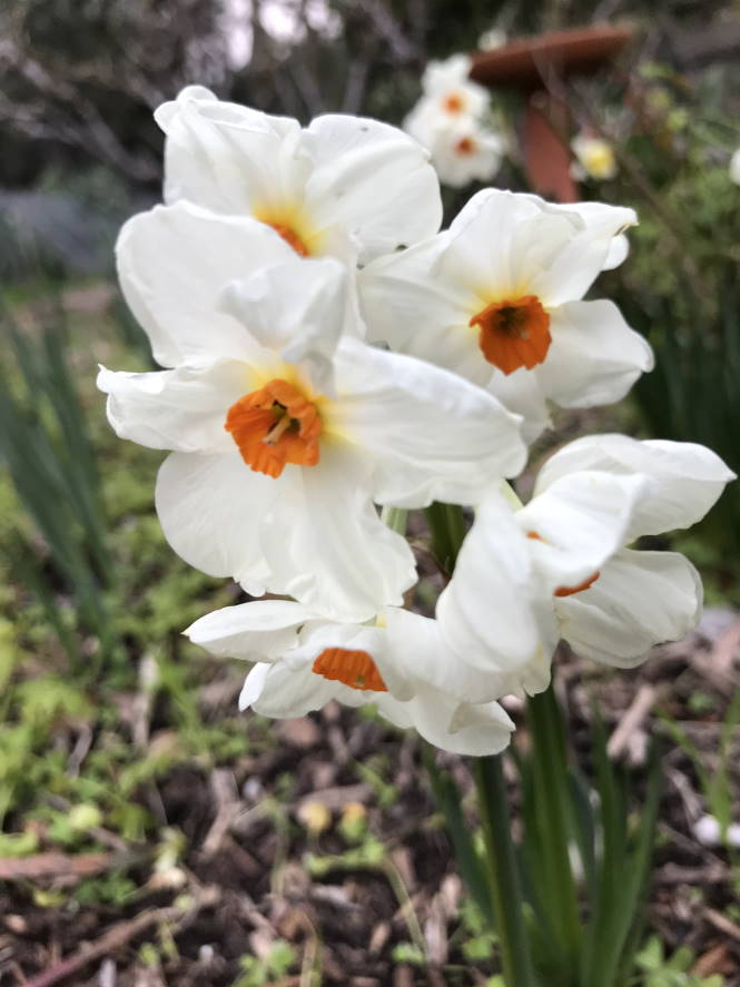 Daffodil - small white and orange