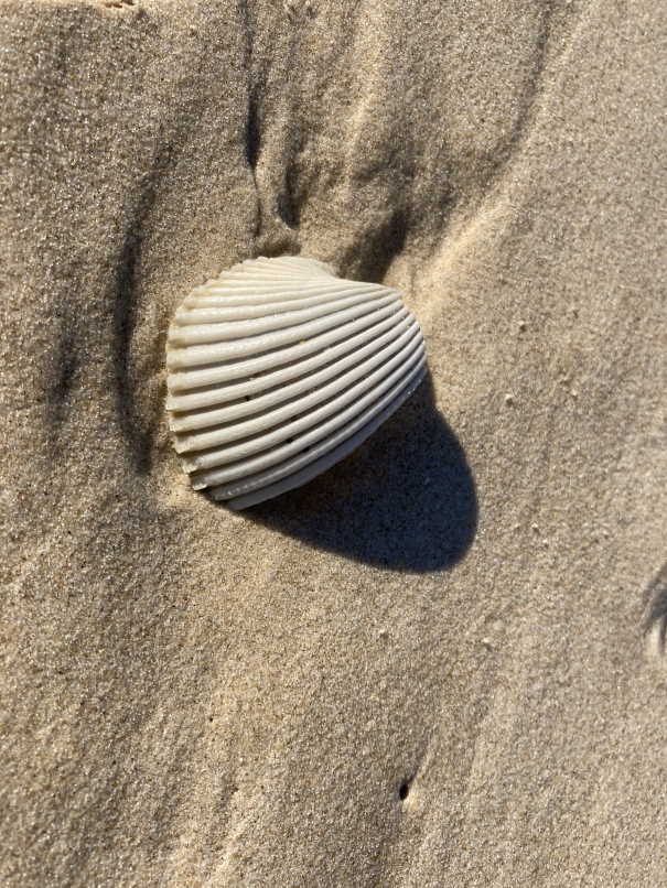 A ribbed shell on a sandy beach
